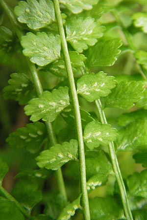Asplenium viride \ Grnstieliger Streifenfarn / Green Spleenwort, D Berchtesgaden 20.6.2011
