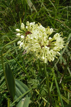 Allium victorialis \ Allermannsharnisch / Alpine Leek, D Oberstdorf 22.6.2011