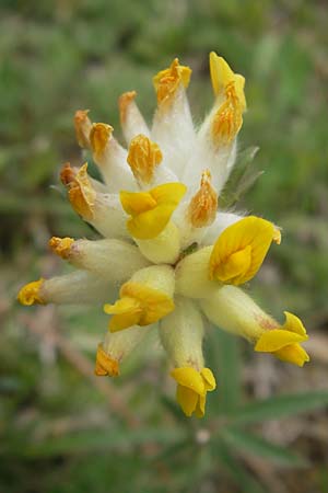 Anthyllis vulneraria subsp. pseudovulneraria \ Futter-Wundklee / Fodder Kidney Vetch, D Mosbach 12.5.2012