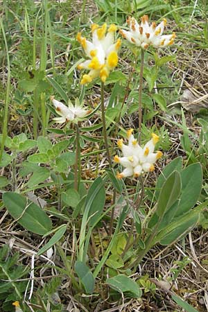Anthyllis vulneraria subsp. pseudovulneraria \ Futter-Wundklee / Fodder Kidney Vetch, D Mosbach 12.5.2012