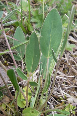 Anthyllis vulneraria subsp. pseudovulneraria \ Futter-Wundklee / Fodder Kidney Vetch, D Mosbach 12.5.2012