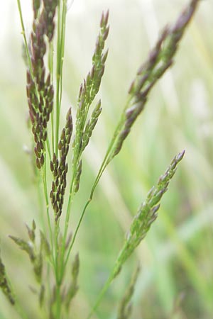 Agrostis vinealis \ Sand-Straugras / Brown Bentgrass, D Hassloch 21.6.2012