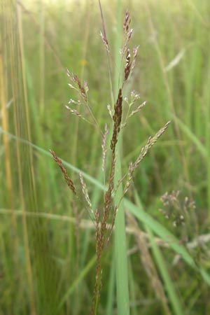 Agrostis vinealis \ Sand-Straugras / Brown Bentgrass, D Hassloch 21.6.2012