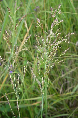 Agrostis vinealis \ Sand-Straugras / Brown Bentgrass, D Hassloch 21.6.2012