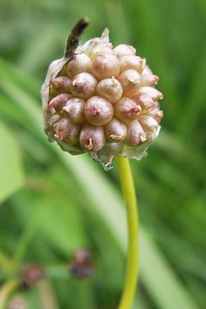 Allium vineale \ Weinberg-Lauch, D Pfalz, Speyer 3.7.2012