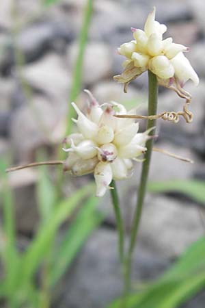 Allium vineale \ Weinberg-Lauch, D Mannheim 27.7.2012