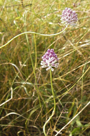 Allium vineale \ Weinberg-Lauch, D Kelsterbach 13.7.2013