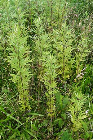 Artemisia verlotiorum \ Ostasiatischer Beifu, Kamtschatka-Beifu / Chinese Mugwort, D Leutershausen 15.9.2014