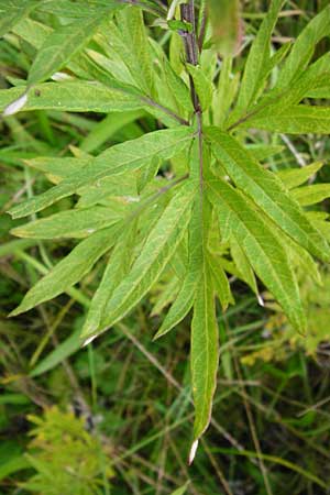 Artemisia verlotiorum \ Ostasiatischer Beifu, Kamtschatka-Beifu / Chinese Mugwort, D Leutershausen 15.9.2014