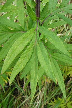 Artemisia verlotiorum \ Ostasiatischer Beifu, Kamtschatka-Beifu / Chinese Mugwort, D Leutershausen 15.9.2014