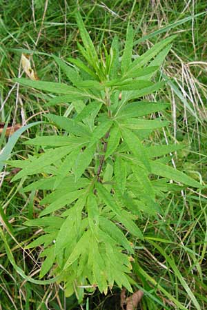 Artemisia verlotiorum \ Ostasiatischer Beifu, Kamtschatka-Beifu / Chinese Mugwort, D Leutershausen 15.9.2014