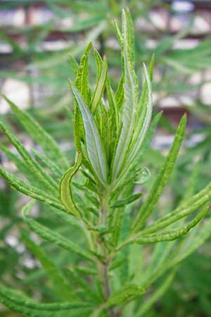 Artemisia verlotiorum \ Ostasiatischer Beifu, Kamtschatka-Beifu / Chinese Mugwort, D Leutershausen 15.9.2014
