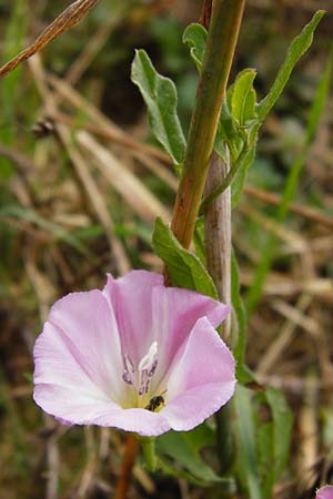 Convolvulus arvensis, Acker-Winde Convolvulus arvensis, Acker-Winde