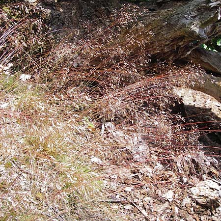 Deschampsia flexuosa \ Draht-Schmiele / Wavy Hair Grass, D Schwarzwald/Black-Forest, Gaggenau 30.6.2013