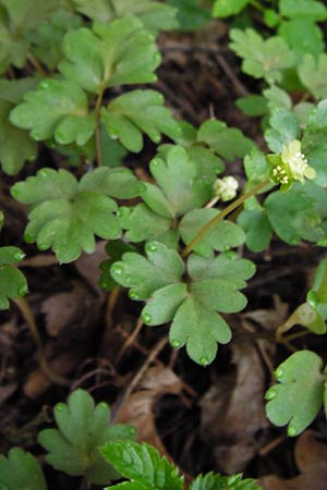 Adoxa moschatellina \ Moschuskraut / Moschatel, Town-Hall Clock, D Wertingen-Binswangen 1.4.2014