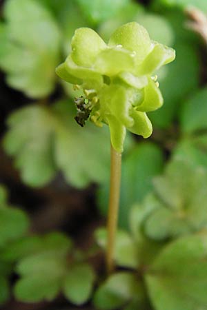 Adoxa moschatellina \ Moschuskraut / Moschatel, Town-Hall Clock, D Wertingen-Binswangen 1.4.2014