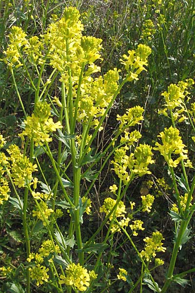 Barbarea vulgaris \ Gewhnliches Barbarakraut / Winter Cress, D Spessart, Steinau 6.5.2006