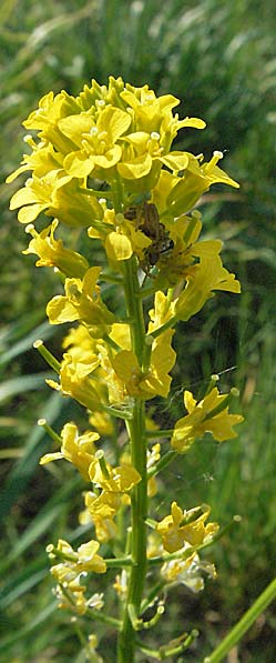Barbarea vulgaris \ Gewhnliches Barbarakraut / Winter Cress, D Bruchsal 7.5.2006