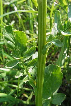 Barbarea vulgaris \ Gewhnliches Barbarakraut / Winter Cress, D Bruchsal 7.5.2006