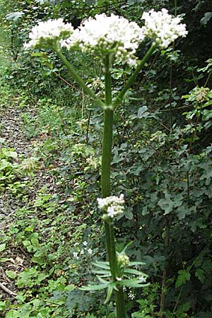 Valeriana officinalis agg. \ Arznei-Baldrian / Common Valerian, D Donnersberg 16.6.2006