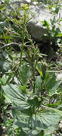 Barbarea stricta \ Steifes Barbarakraut / Small-Flowered Winter Cress, D Mannheim 25.5.2007