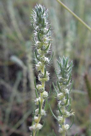 Bassia laniflora \ Sand-Radmelde / Sand Bassia, Wooly Smotherweed, D Sandhausen 31.7.2007