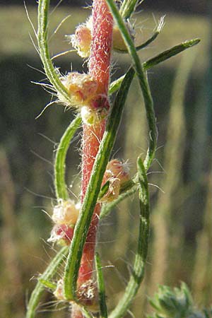 Bassia laniflora \ Sand-Radmelde / Sand Bassia, Wooly Smotherweed, D Sandhausen 31.7.2007