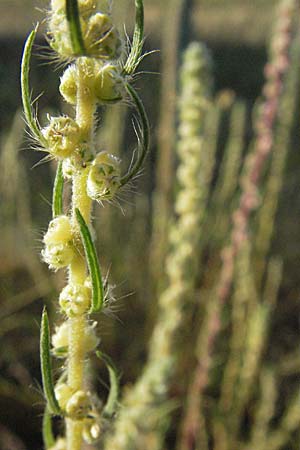 Bassia laniflora \ Sand-Radmelde / Sand Bassia, Wooly Smotherweed, D Sandhausen 31.7.2007