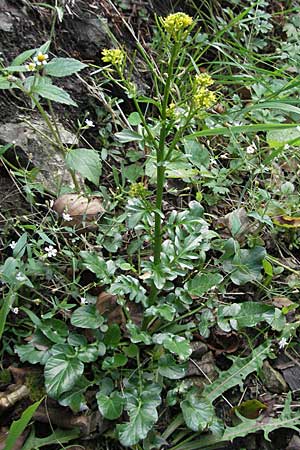 Barbarea intermedia \ Mittleres Barbarakraut / Medium-Flowered Winter Cress, D Schwarzwald/Black-Forest, Todtnau 18.8.2007