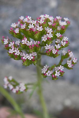 Centranthus calcitrapae, Fußangel-Spornblume