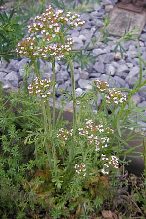 Centranthus calcitrapae \ Fuangel-Spornblume / Annual Valerian, D Mannheim 3.5.2009