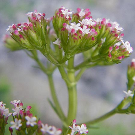 Centranthus calcitrapae \ Fuangel-Spornblume / Annual Valerian, D Mannheim 3.5.2009