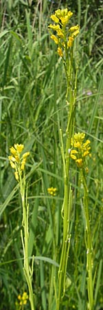 Barbarea stricta \ Steifes Barbarakraut / Small-Flowered Winter Cress, D Lampertheim 16.5.2009