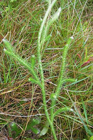 Lycopodium clavatum \ Keulen-Brlapp / Stag's-Horn Clubmoss, Common Clubmoss, D Odenwald, Beerfelden 21.8.2009