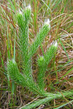 Lycopodium clavatum \ Keulen-Brlapp / Stag's-Horn Clubmoss, Common Clubmoss, D Odenwald, Beerfelden 21.8.2009