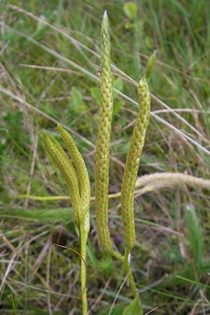 Lycopodium clavatum \ Keulen-Brlapp / Stag's-Horn Clubmoss, Common Clubmoss, D Odenwald, Beerfelden 21.8.2009