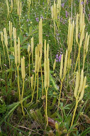 Lycopodium clavatum \ Keulen-Brlapp / Stag's-Horn Clubmoss, Common Clubmoss, D Odenwald, Beerfelden 21.8.2009