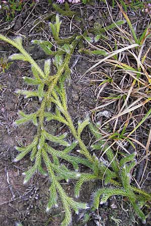 Lycopodium clavatum \ Keulen-Brlapp / Stag's-Horn Clubmoss, Common Clubmoss, D Odenwald, Beerfelden 21.8.2009