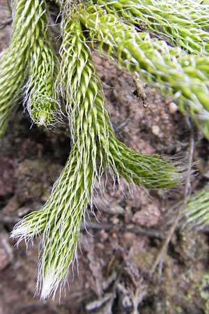 Lycopodium clavatum \ Keulen-Brlapp / Stag's-Horn Clubmoss, Common Clubmoss, D Odenwald, Beerfelden 21.8.2009