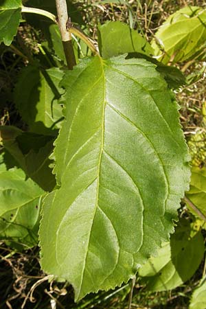 Rhamnus cathartica \ Purgier-Kreuzdorn, Echter Kreuzdorn / Buckthorn, D Groß-Gerau 31.8.2009