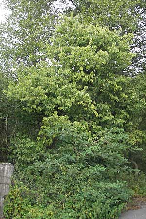 Rhamnus cathartica \ Purgier-Kreuzdorn, Echter Kreuzdorn / Buckthorn, D Pfungstadt 2.9.2009