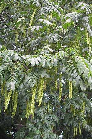 Pterocarya fraxinifolia \ Kaukasische Flgelnuss / Caucasian Wingnut, D Heidelberg 6.9.2009