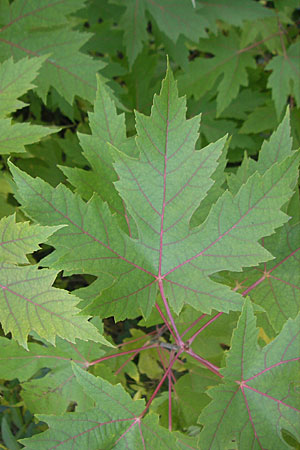 Acer saccharinum \ Silber-Ahorn / Silver Maple, D Mannheim 1.11.2009