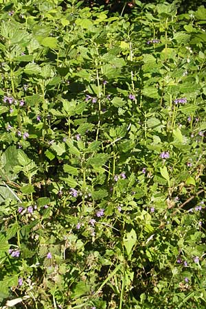 Ballota nigra subsp. meridionalis \ Stinkende Schwarznessel / Black Ballota, D Pfungstadt 21.9.2010