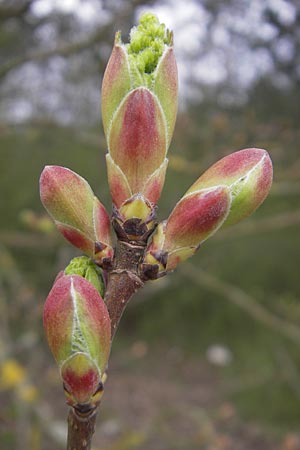 Acer campestre \ Feld-Ahorn / Field Maple, D Mannheim 3.4.2011