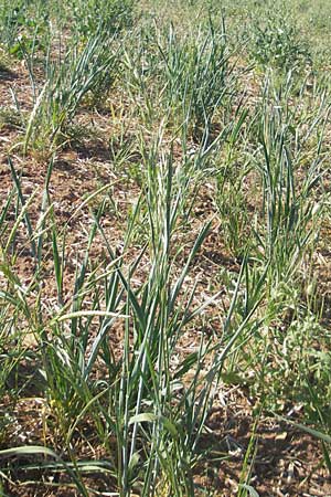 Bromus arvensis \ Acker-Trespe / Field Brome, D Apfelberg 30.5.2011