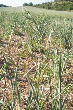 Bromus arvensis \ Acker-Trespe / Field Brome, D Apfelberg 30.5.2011