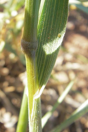 Bromus arvensis \ Acker-Trespe / Field Brome, D Apfelberg 30.5.2011