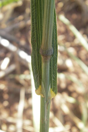 Bromus arvensis \ Acker-Trespe / Field Brome, D Apfelberg 30.5.2011