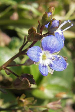 Veronica beccabunga \ Bachbunge / Brooklime, D Immenstadt 21.6.2011